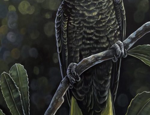 BANKSIA SERATA  152 X 76CM