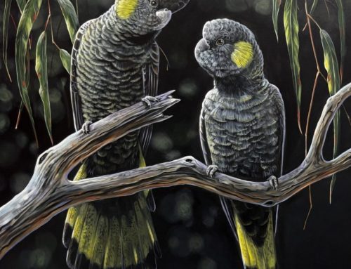 GUMTREE PERCH  122 X 91CM